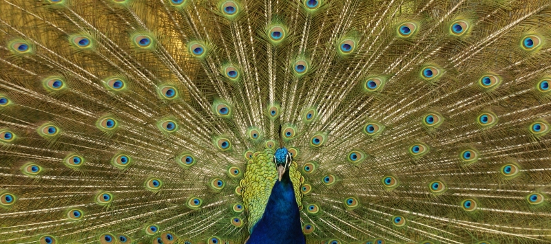 Paon bleu Common peacock Pavo cristatus