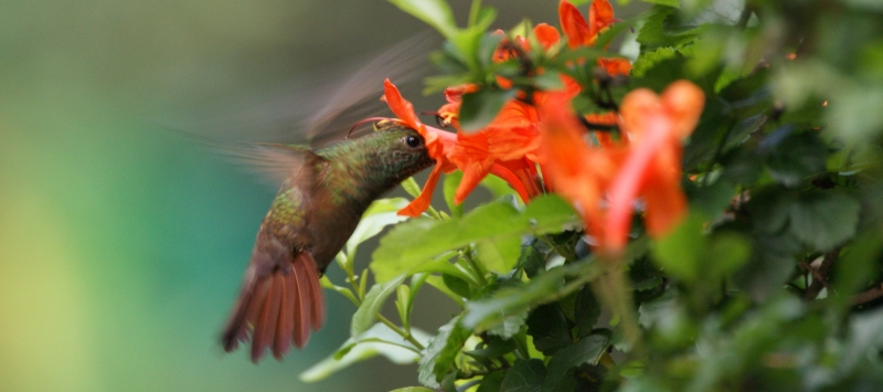 Ariane du Yucatan Buff-bellied hummingbird Amazilia yucatanensis