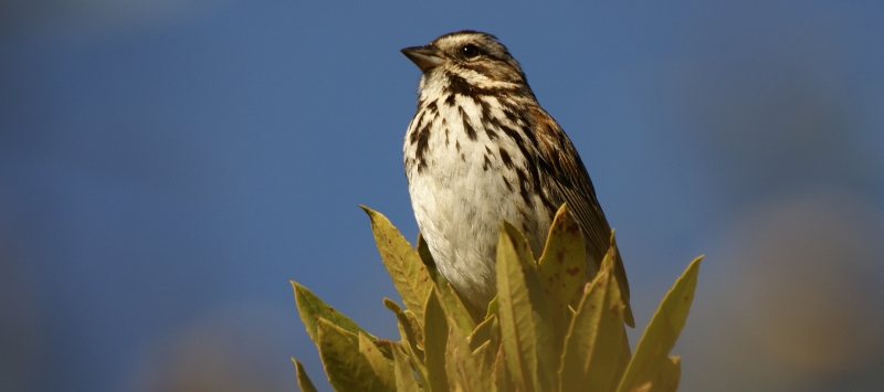 Bruant chanteur Song sparrow Melospiza melodia