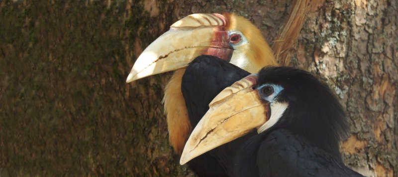 Calao papou Papuan hornbill Aceros plicatus