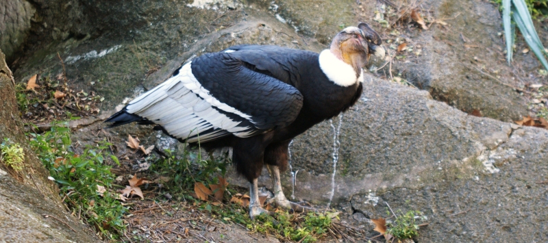 Condor des Andes Andean condor Vultur gryphus