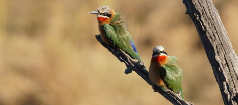 Gupier  front blanc White-fronted bee-eater Merops bullockoides