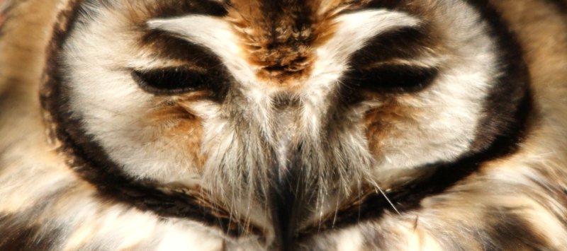 Hibou stri Striped owl Pseudoscops clamator
