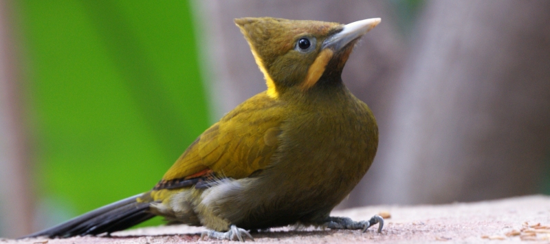 Pic  nuque jaune Greater yellow-naped woodpecker Picus flavinucha