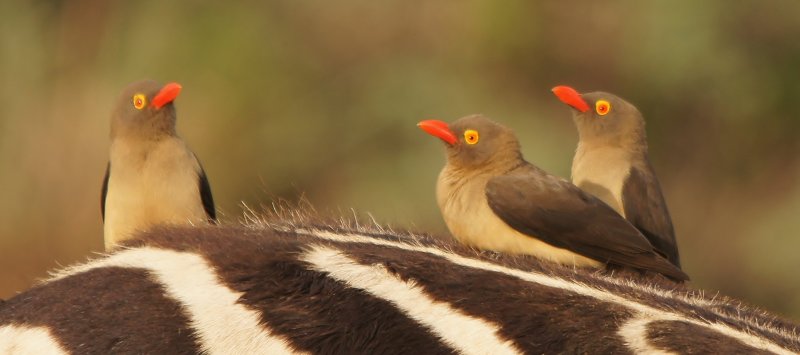 Piqueboeuf  bec rouge Red-billed oxpecker Buphagus erythrorhynchus
