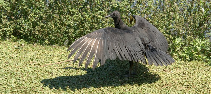 Urubu noir Black vulture Coragyps atratus